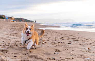 Corgi Pembroke puppy on sea coast. Dog beach and walking concept. World Pet Day. Concept image for veterinary clinics, sites about dogs