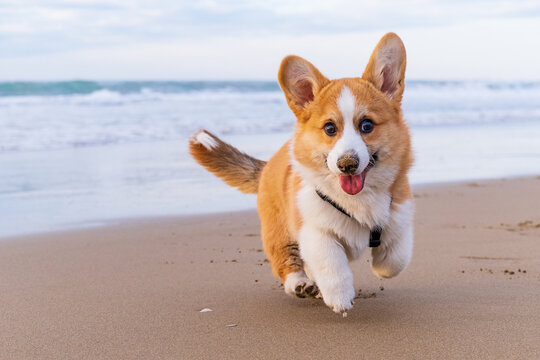 Corgi Pembroke puppy on sea coast. Dog beach and walking concept. World Pet Day. Concept image for veterinary clinics, sites about dogs