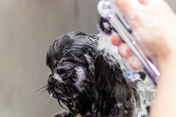 Dog bathing with shower at grooming salon