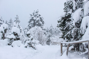 Snow trail on the mountain Trebević. Snowy pathway with trees around on which there is snow.