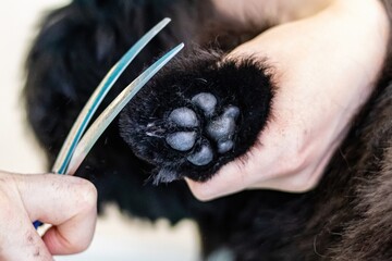 Dog paw pads trimmed with scissors by professional groomer © Aleksandr Tarlokov
