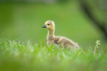 Gosling