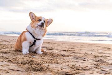 Corgi Pembroke puppy on sea coast. Dog beach and walking concept. World Pet Day. Concept image for veterinary clinics, sites about dogs