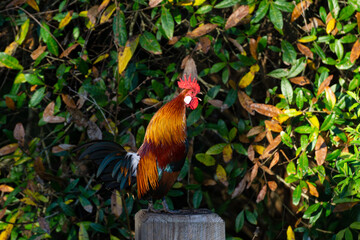 Male Red Junglefowl (Gallus gallus, domestic chicken ancestor) rooster crowing from a fence post, Steven J. Fousek Preserve, St. Lucie County, Florida