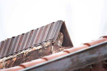 Tawny owl hiding on the roof. Owls during the day. Bulgarian nature.  