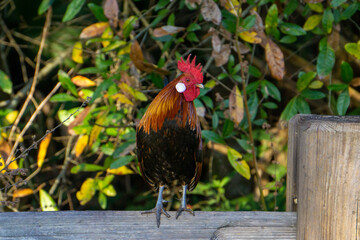 Male Red Junglefowl (Gallus gallus, domestic chicken ancestor) rooster standing on a fence post, Steven J. Fousek Preserve, St. Lucie County, Florida