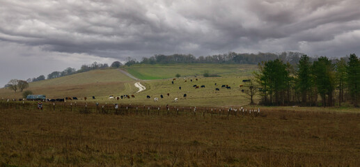 herd of brown white and black dairy cattle grazing on hillside green pastures under a stormy grey sky