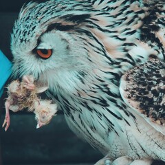 Uhu während der Fütterzeit im Zoo