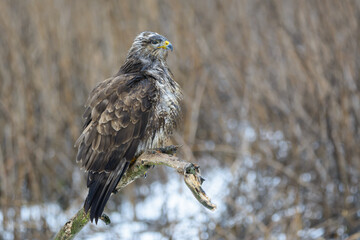 Buzzard in the snow and rain