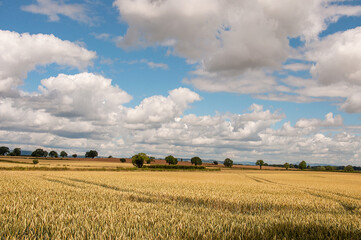 Fototapeta premium Summertime wheat field and sky