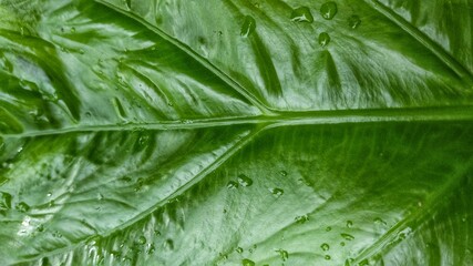 Pattern of Alocasia brisbanensis after rain 