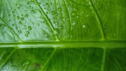 Beautiful Pattern of Alocasia brisbanensis after rain 