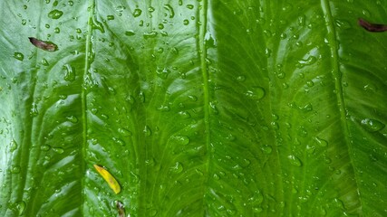 Amazing pattern of Alocasia brisbanensis after rain 