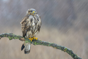 Buzzard in the snow and rain