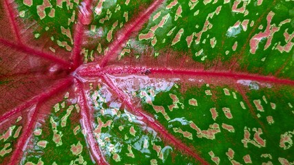Look the pattern of Alocasia brisbanensis after rain 