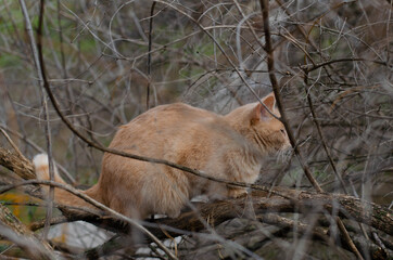 The street cat is sitting on a tree. Yard cat. Red cat.