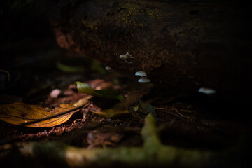 Frosty Bonnet - Mycena ascenders