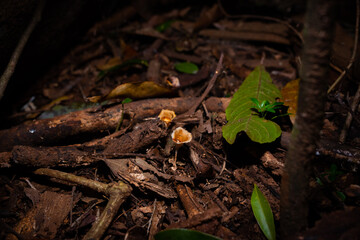 Fungus, Sunshine Coast Hinterland, Queensland, Australia