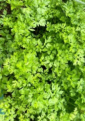 green leaves background