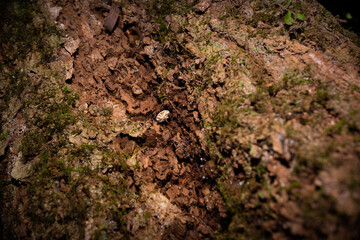 Frosty Bonnet Fungi - Mycena ascenders