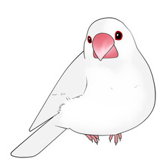 文鳥