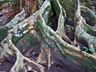 roots of a tree