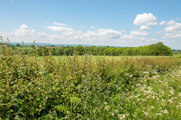Fototapeta na wymiar Summertime hedges and fields in the summer