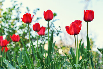 Naklejka premium Meadow of red tulips flowers spring nature