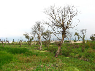 Natural forest with grass and trees landscape.