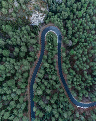 Road into the forest