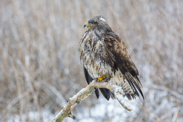 Buzzard in the snow and rain