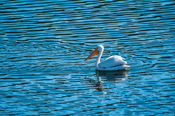 white pelican swimming