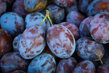 Ripe plums. Close up of fresh plums, top view. Macro photo food fruit plums. Texture background of fresh blue plums. Image fruit product. D'Agen French prune plum.