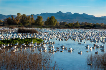 Fototapeta na wymiar flock of ducks