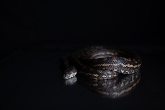 Carpet Python - Morelia Spilota