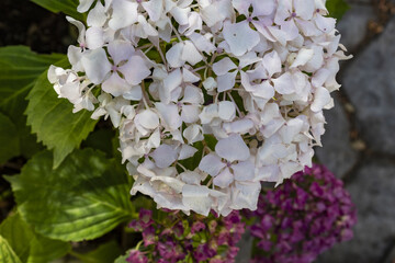 Pink hortensia (hydrangea macrophylla) blooming