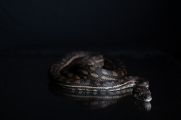 Carpet Python - Morelia Spilota