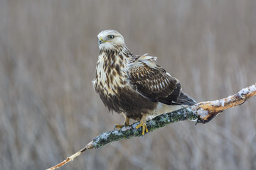 Rough-legged Buzzard - guest from the tundra