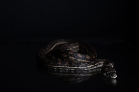 Carpet Python - Morelia Spilota