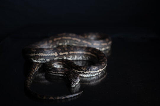 Carpet Python - Morelia Spilota