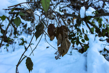 Dried wild blackberry leaves in the forest. Dried blackberry fruits with leaves in the forest. Snow in the background.