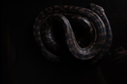 Carpet Python - Morelia Spilota