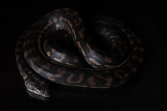 Carpet Python - Morelia Spilota