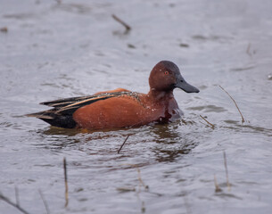Cinnamon Teal