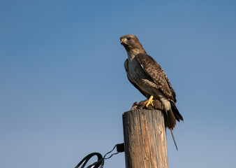 Swainson's Hawk and prey