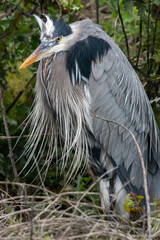 great blue heron