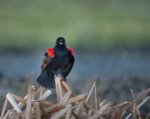 Red-winged Blackbird