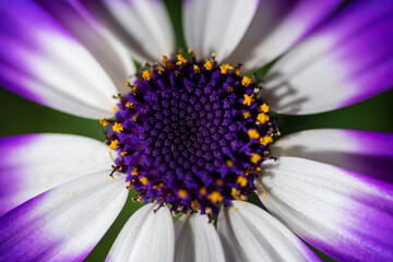 close up of purple daisy