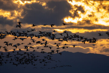 Snow Geese at Sunset