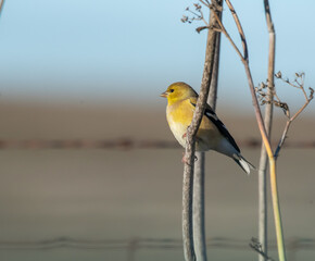 American Goldfinch on Branch